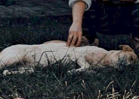 Idoso é conduzido à delegacia após denúncia de abuso a animal em Nova Andradina