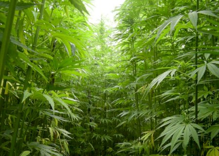 Planta proporciona onze vezes mais rentabilidade que a soja, aponta estudo