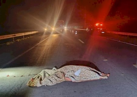 Mulher morre atropelada na BR-267 e motorista foge do local