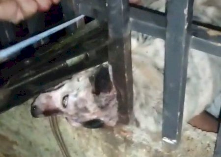 Nova Andradina -Cachorra atacada por pitbull foi sacrificada