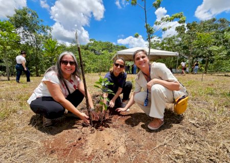 Reflorestamento e neutralização de carbono reforçam a agenda de sustentabilidade em Mato Grosso do Sul