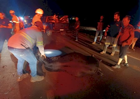 Acidente envolvendo uma caminhonete na BR - 163, deixa seis animais mortos