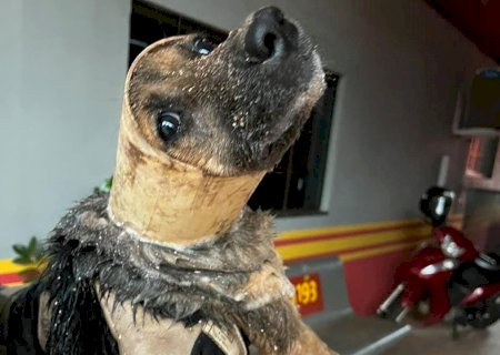 Ivinhema: Bombeiros resgatam cachorro preso em cano durante forte chuva